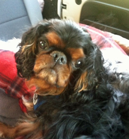 small brown and black dog