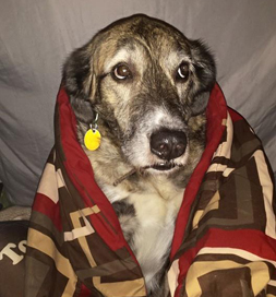 Jamal waits out a tornado watch in the family's laundry room.