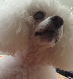 Dixie is having a good hair day.