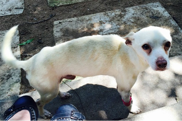 Flood rescue Nieve, with severe internal injuries, was saved by Austin Pets Alive!