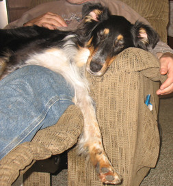 Nothing beats snoozing on a lap in a lounger.
