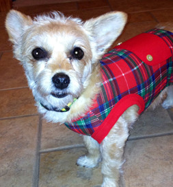 The neighborhood ambassador is ready to go.