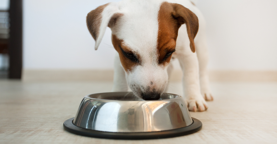 dog eating from a silver bowl
