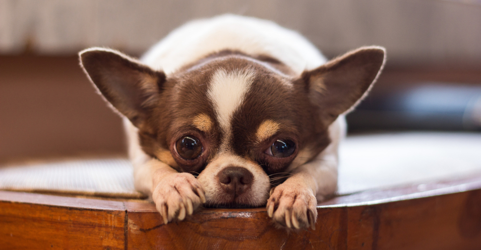 Small Dog Breeds Petfinder